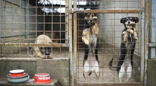 Közösen lép fel az állatkínzókkal szemben a Nébih és a rendőrség