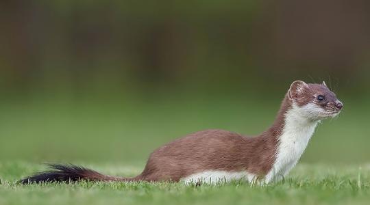 A hermelin lett az Év Emlőse! – Mit is tudunk róla?