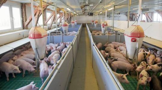 A holland sertéstartók helyzete egyre kritikusabbra fordul