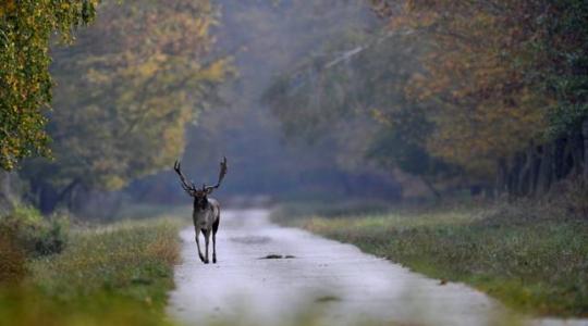 16 ezer nagyvadat gázoltak el az autósok