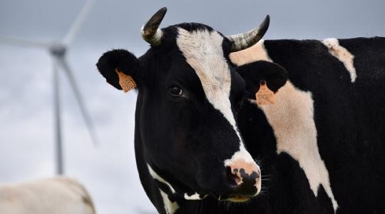 Január 25-től kérhető a tejágazati támogatás meghosszabbítása!