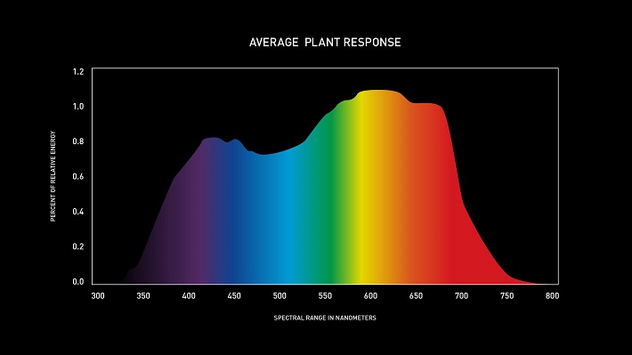 fényspektrumok hatásai a nbövényekre