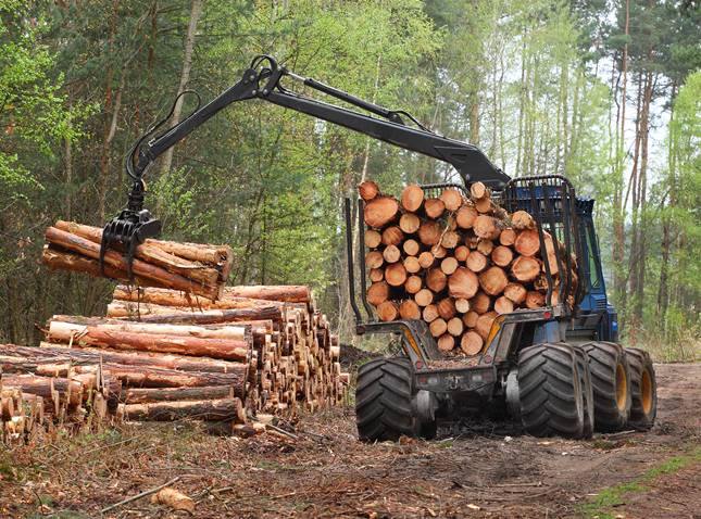 Praktikus tanácsokkal segíti a NAK a gazdaságos méretű erdőtulajdonok kialakulását