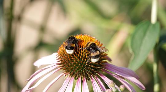 Újabb bizonyíték a méhek „szuperképességeire”