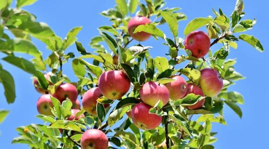 Frissült a gyümölcsfaiskolai szaporítások és gyümölcstörzsültetvények adatbázisa