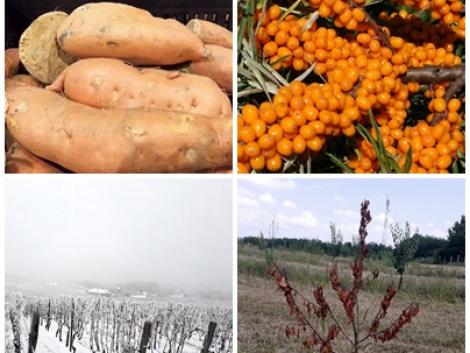 Édesburgonya, homoktövis, som – megéri termeszteni?