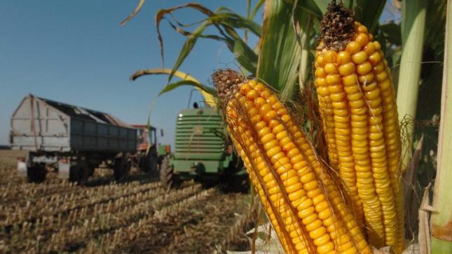  A kukorica szuper-fotoszintézisének köszönhetően sokkal termékenyebb.