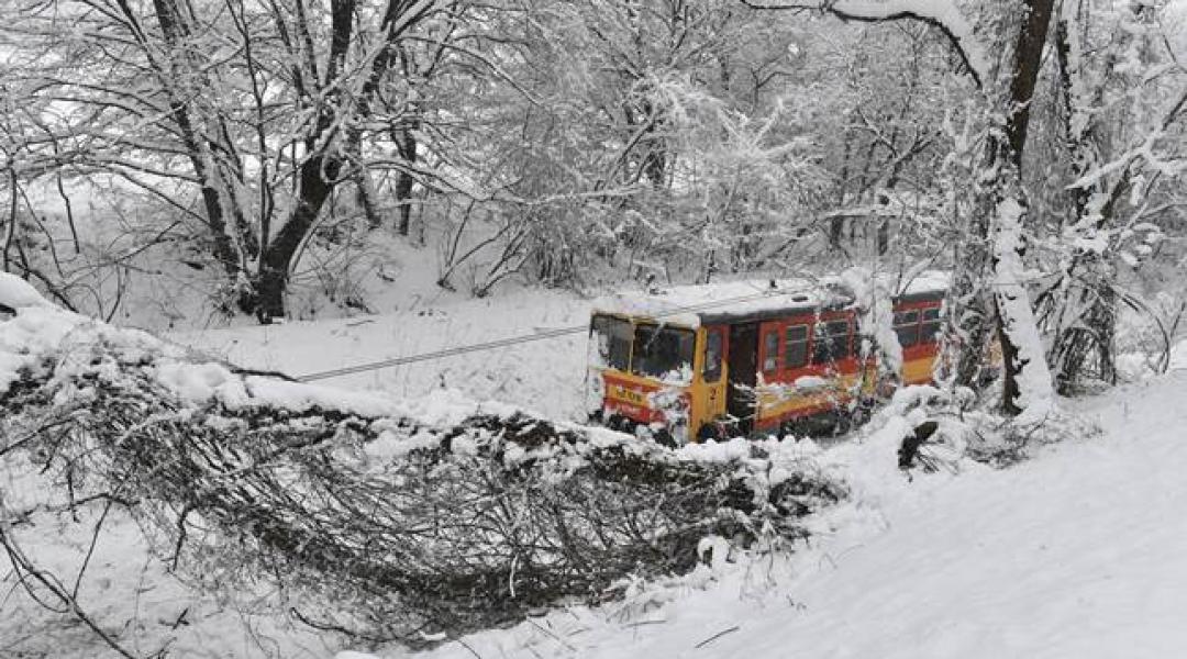 Fák dőltek ki a hó súlya miatt Borsodban – KÉPEK