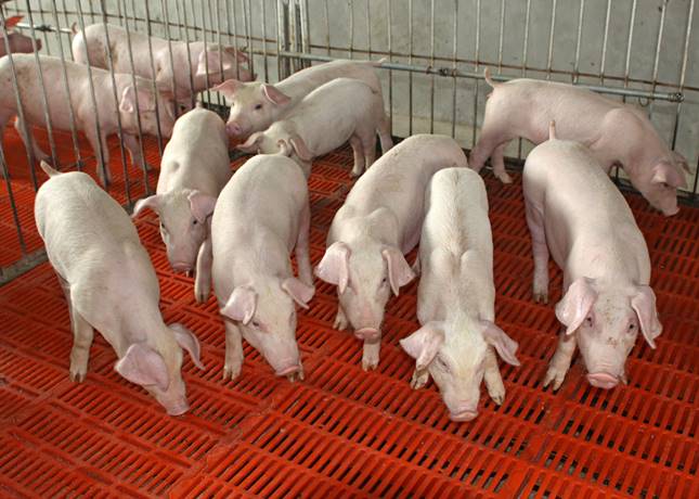 A génszerkesztés gyakorlatilag teljesen kiküszöbölheti a hímivarú sertések húsának kellemetlen szagát.