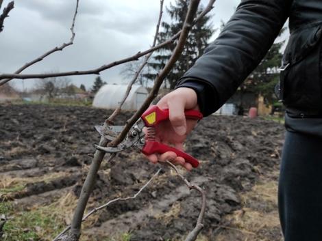 5 dolog, amit meg kell hogy tanulj, mielőtt hozzáfognál gyümölcsfáid metszéséhez!