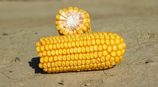 Három középérésű kukorica, amit érdemes megismerni!