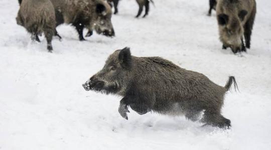 Tönkremehetnek a vadgazdálkodók, ha kilövik a vaddisznóállomány felét