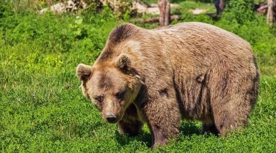 Miért merészkednek be egyre több településre a medvék?