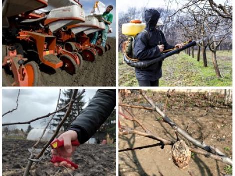 Alapvető tudnivalók metszésről, lemosó permetezésről, fejtrágyázásról Alapvető tudnivalók metszésről, lemosó permetezésről, fejtrágyázásról