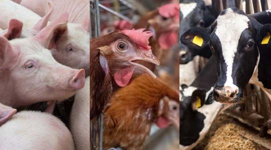 Kihagyhatatlan innovációk a világ vezető állattenyésztési szakkiállításáról