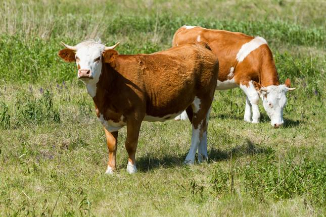 A Nemzeti Agrárgazdasági Kamarán (NAK) belül gyepgazdálkodási munkacsoport alakult.