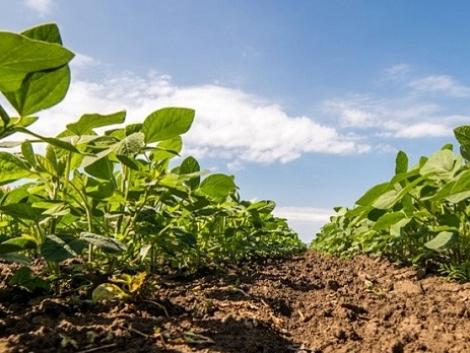 A G-SEED, az új vetőmagmárka bemutatja szójakínálatát