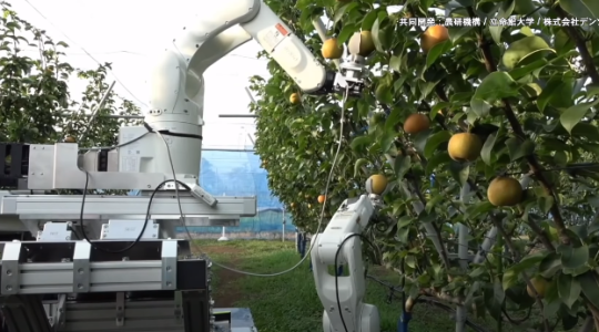 Villámgyors robottal reformálnák meg a gyümölcsszüretet a japánok – VIDEÓ