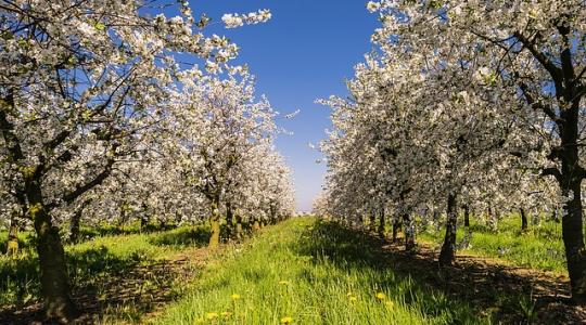Gyümölcstermesztők figyelem! Április 20-án nyílik az új ültetvénytelepítési pályázat