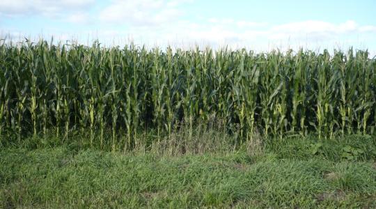 Ha marad a szárazság, kezdhetünk aggódni a kukoricáért