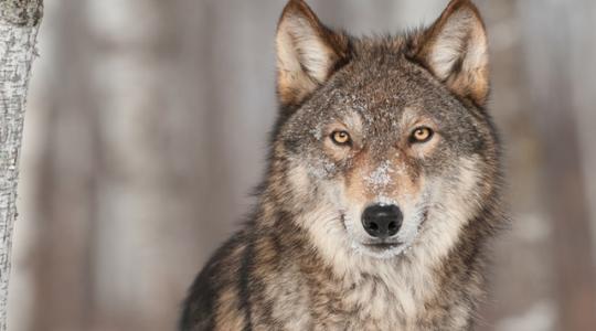 Csekély veszélyt jelent a legelő haszonállatokra a farkas