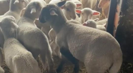 Ötlábú bárány született Kocséron – köszöni, jól van! (Videó)