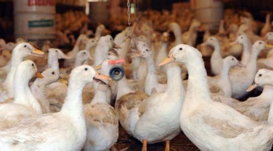 Újabb országban jelent meg az embert is fertőző madárinfluenza