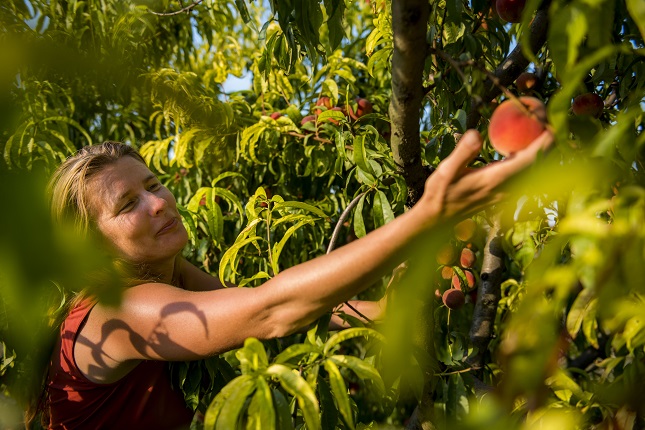 Magyarország a világ 12. legnagyobb bio gyümölcsültetvény területtel rendelkező országa