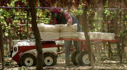 Munkások helyett önjáró robotokkal spórolhatnak a brit kertészetek