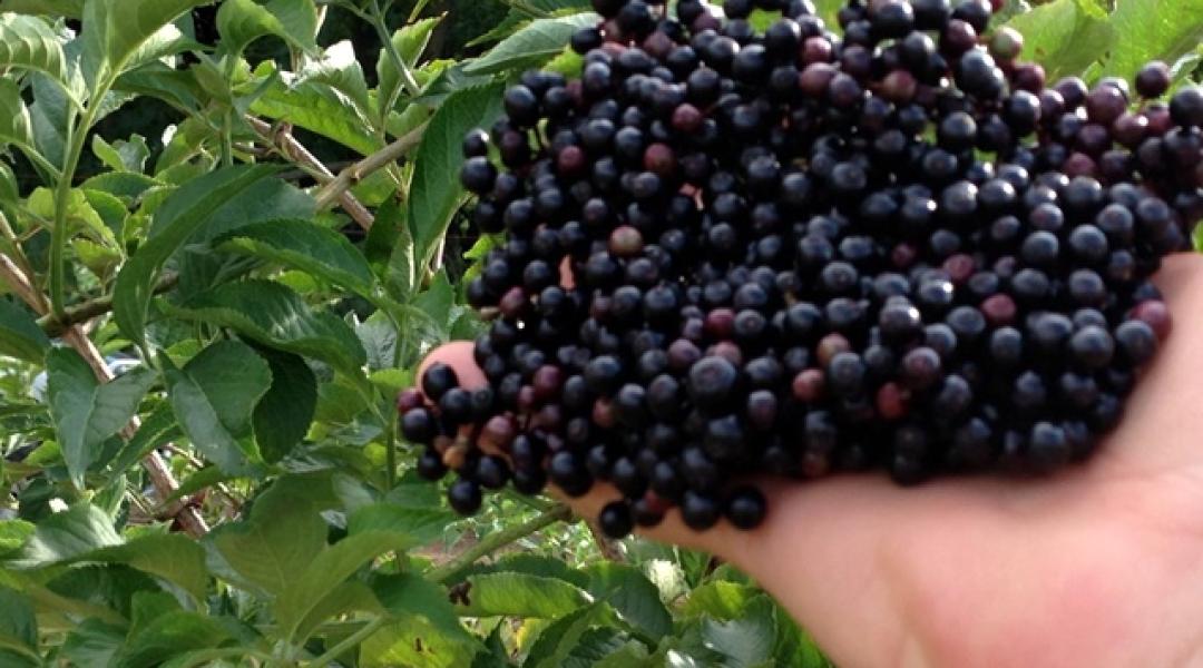 A fekete bodza – szedjük vagy termesszük?