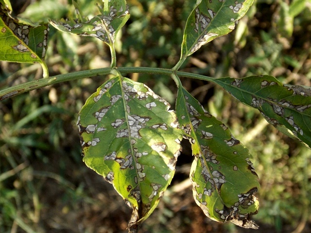 A cerkospórás levélfoltosság tünete a bodza levelén