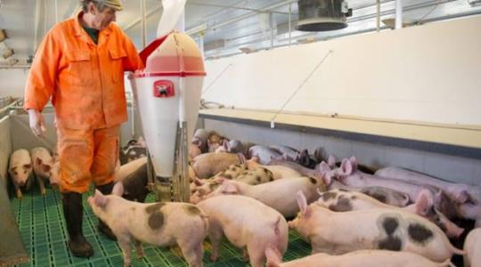 Lezárult a gigaprojekt – hatékonyabban termelhet sertéshúst Magyarország