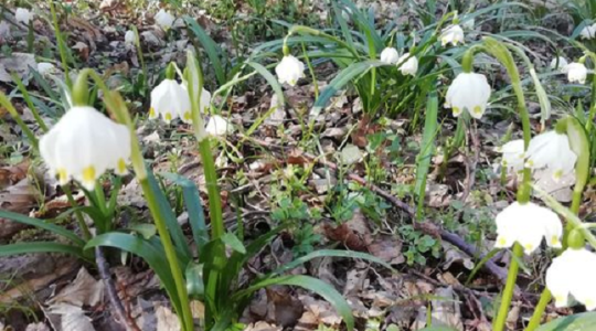 A természet csodája: most nyílik a tavaszi tőzike! + KÉPEK