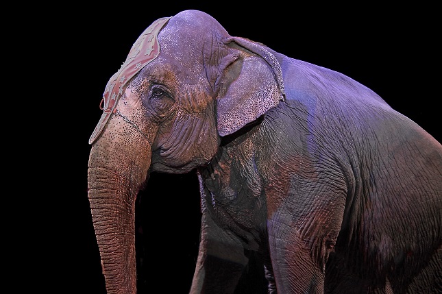 elefánt cirkuszi állathasználat betiltása