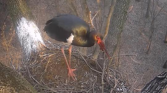 Tavaszi nagytakarítás a fekete gólya fészekben – Videó
