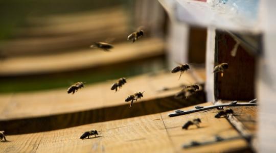 Az eddigi legnagyobb méhpusztulást hozta az USA-ban a legutóbbi tél 