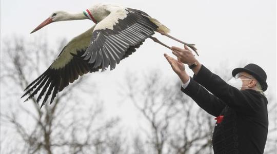 13 szerencsés gólyát engedtek ma szabadon – Képek