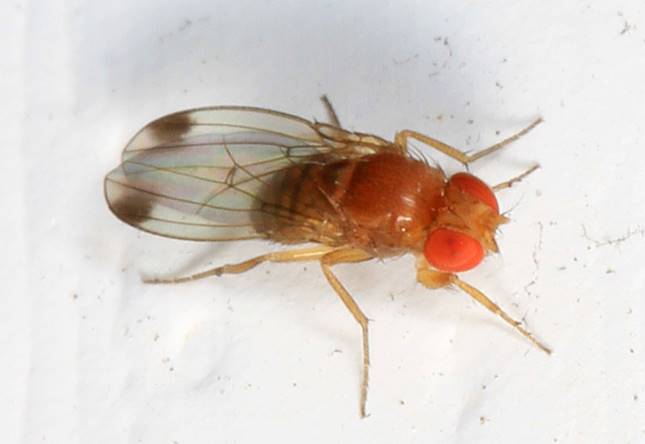 pettyesszárnyú muslica (Drosophila suzukii)