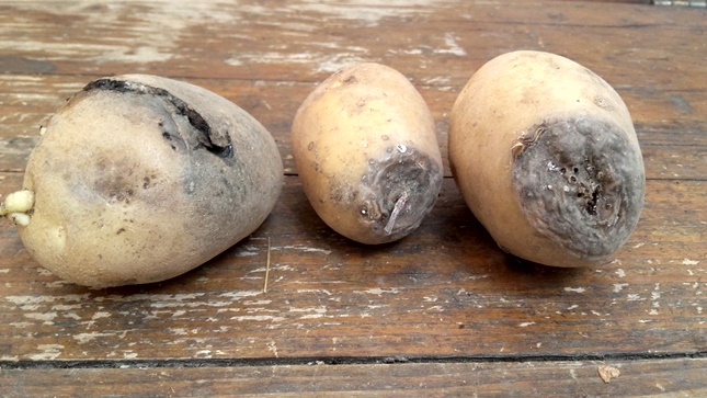 krumpli termesztése