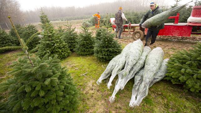 karácsonyfa-ültetvények támogatása