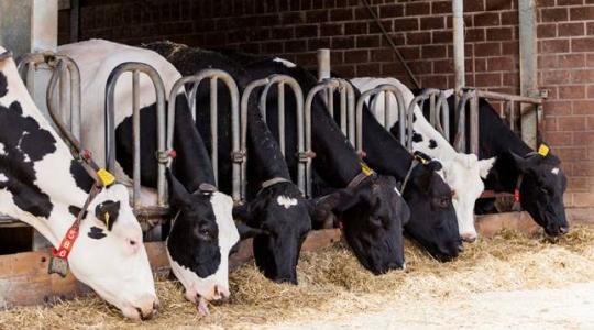 Hínárt keverve a takarmányba a tehenek környezetbaráttá válnak