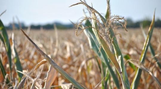 Felvehetik a kesztyűt a magyar gazdák: évente többszáz milliós kárt okoz a szélsőséges időjárás