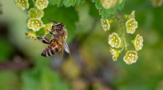 Újabb rovarölő szerről derült ki, hogy rendkívül veszélyes a méhekre