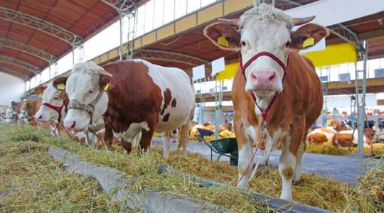 A német állattartók istállólátogatásra hívják a fogyasztókat