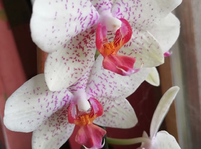 orchidea virágzás