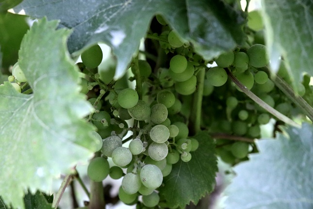 Mit tehetünk a szőlőért? - Agroinform.hu