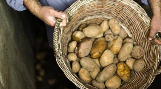 Nem érdemes kockáztatni az olcsó, ellenőrizetlen vetőburgonyával