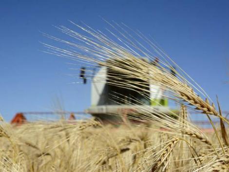 Durván felpörgette a gabona az agrárexportot Durván felpörgette a gabona az agrárexportot