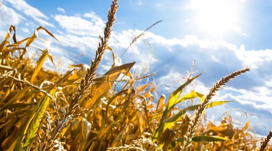 A klímaváltozás elől nincs menekvés! Hogyan befolyásolja a várható időjárás a terméskilátásokat? 