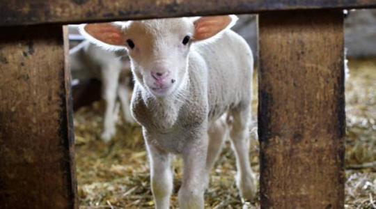 Viszik a magyar bárányt mint a cukrot – ezekben az országokban a legnépszerűbb